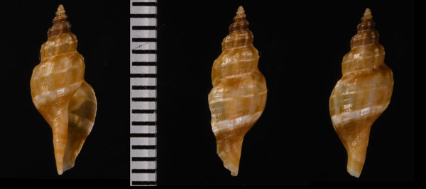オリイレフデシャジク Tritonoturris cumingii small