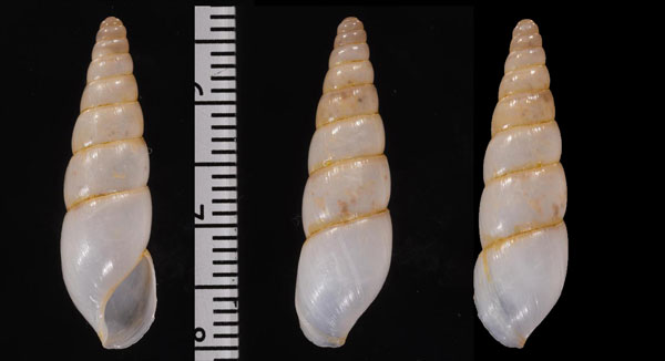 パルミラオカチョウジ （仮称） Tortaxis permirus small