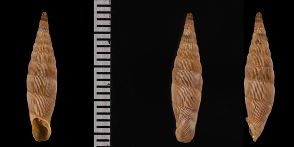 アフロディテギセル (仮称) Albinaria hippolyti aphrodite small