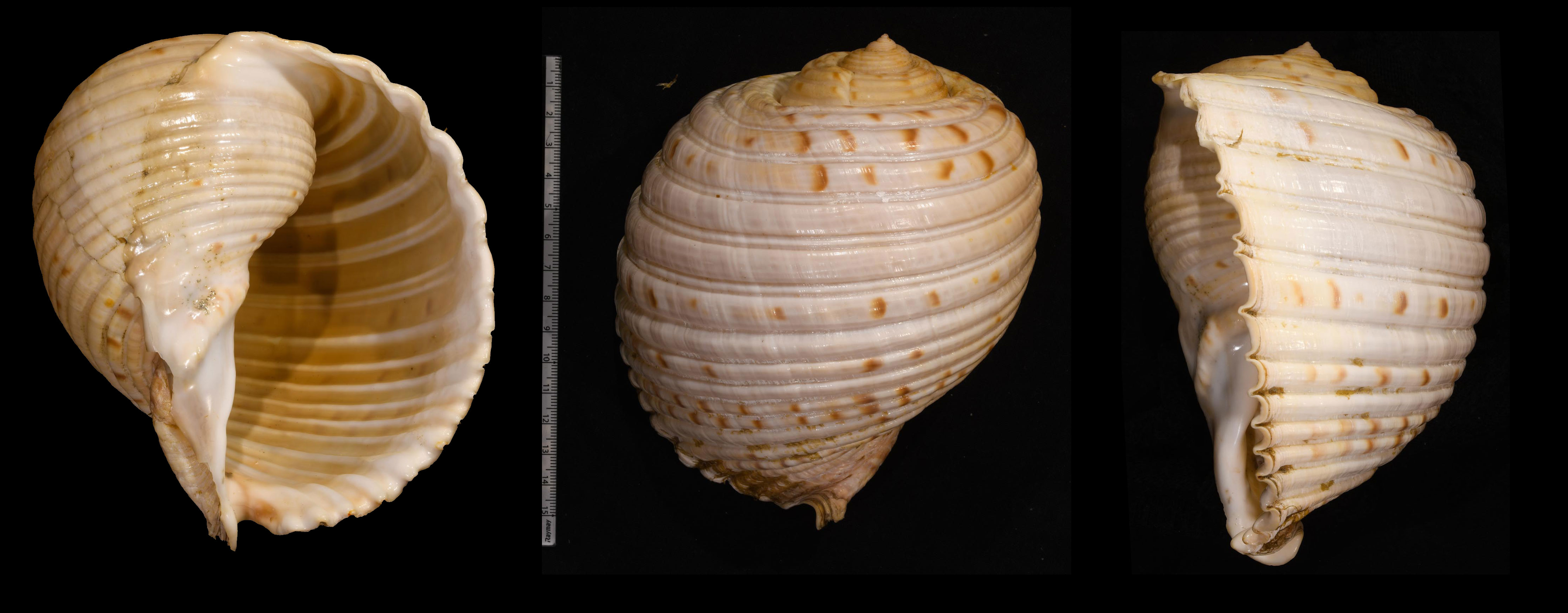 microshells-tonna-chinensis-magnifica