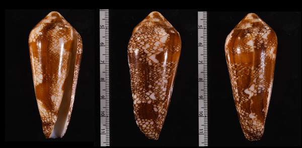 ナガアジロイモ Conus magnificus small