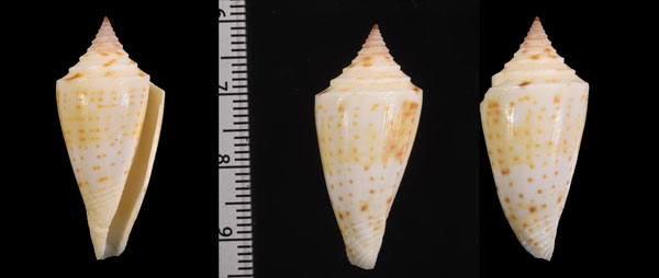 フロリダイモ Conus floridanus small