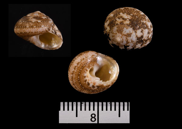 モヨウクボガイ Agathistoma fasciatum small