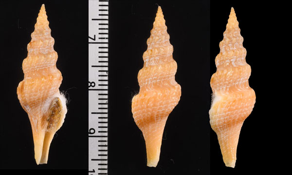 チレニアクダマキの原種 Fusiturris undatiruga small