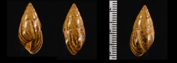 ロキサミカンマイマイ (仮称) Drymaeus loxanus small