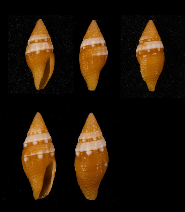 シロハシシズクニナ Mitromorpha candeopontis small