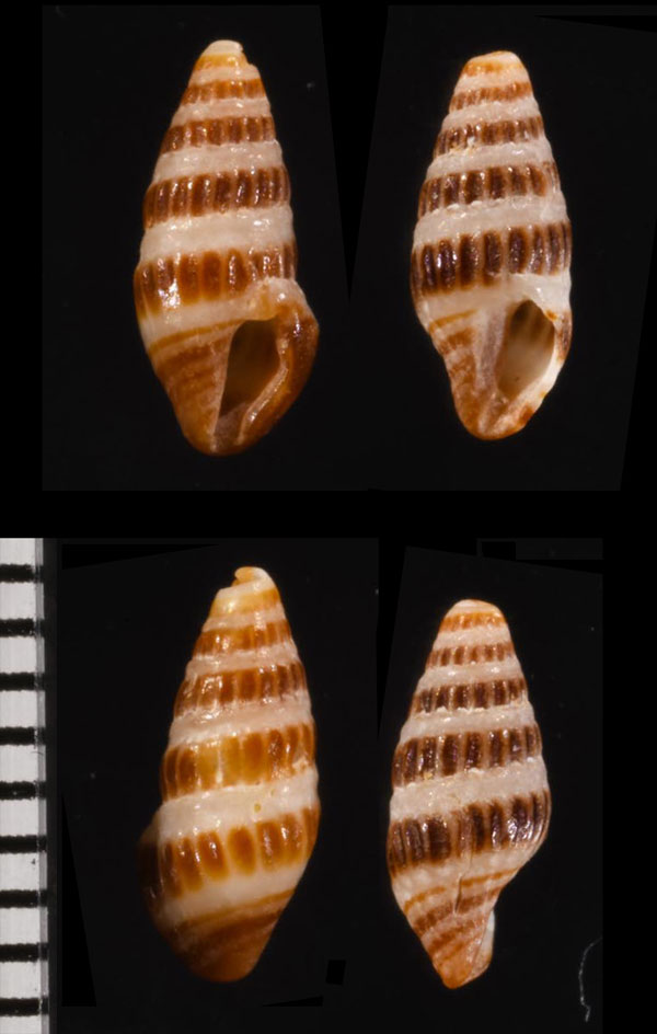 カリブシロオビシャジック (仮称) Crassispira latizonata small