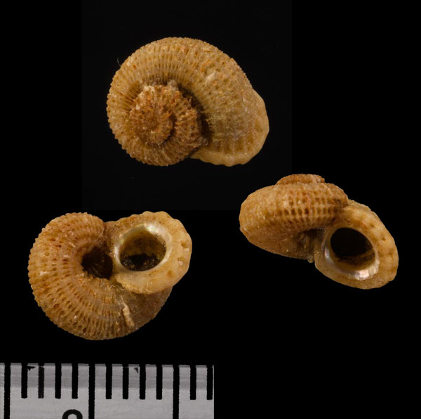 カゴメヒメカタベ Austroliotia australis small