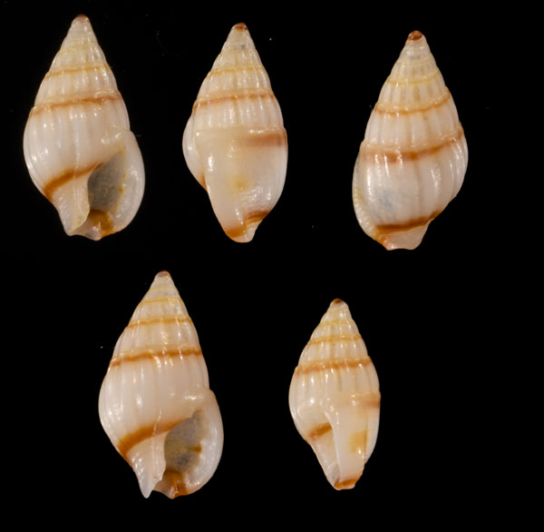 イトマキヨフバイ Nassarius celebensis small