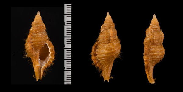 ホソジュセイラ Monoplex gemmatus small
