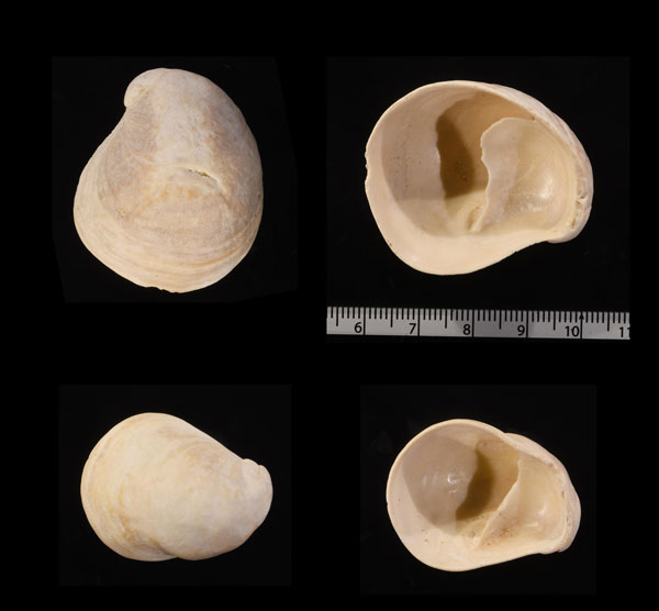 ケープフネガイの化石種 Crepipatella capensis praerugulosa small