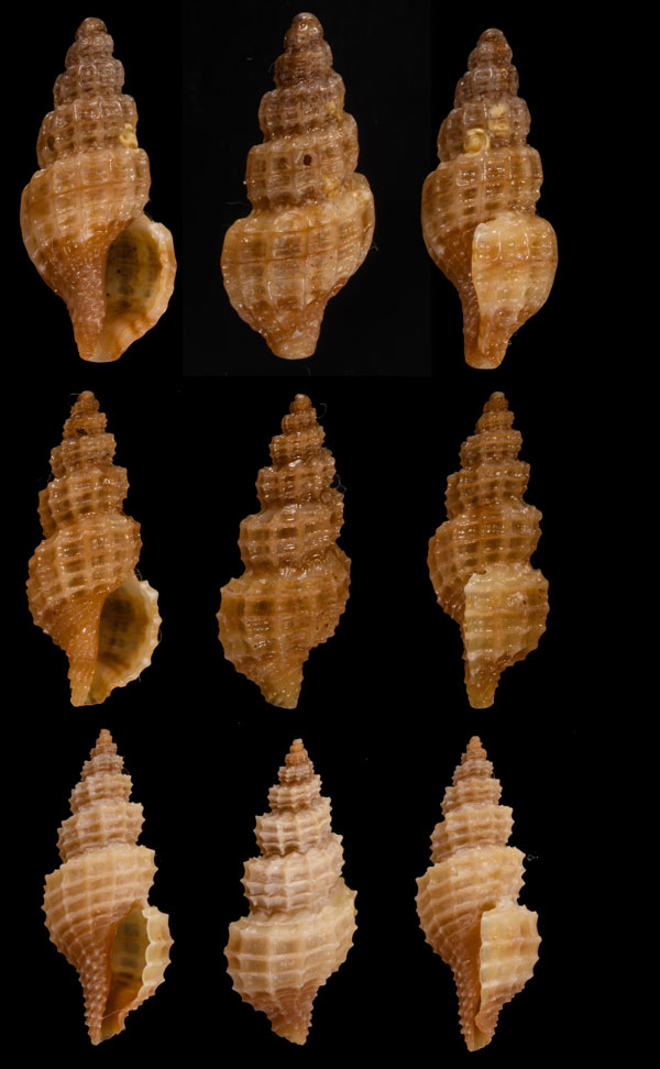 ケープコウシツブ (仮称) Tritonoturris capensis small