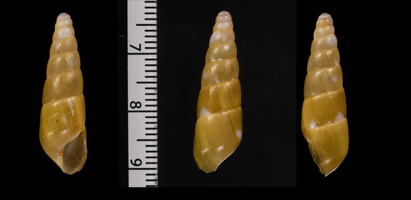 フェアマイレニアオベリスク (仮称) Protobeliscus fairmaireanus small