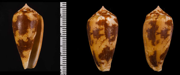 ヌエミナシ Conus fischoederi small