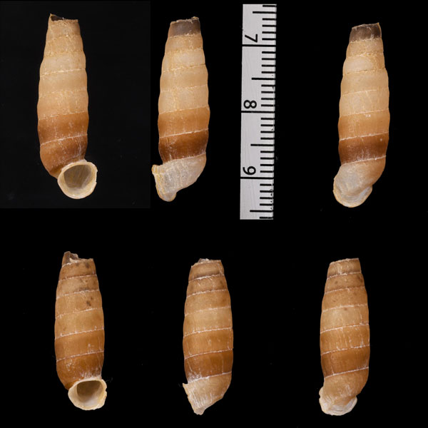チャオビハイチオオサナギ (仮称) Archegocoptis crenata small
