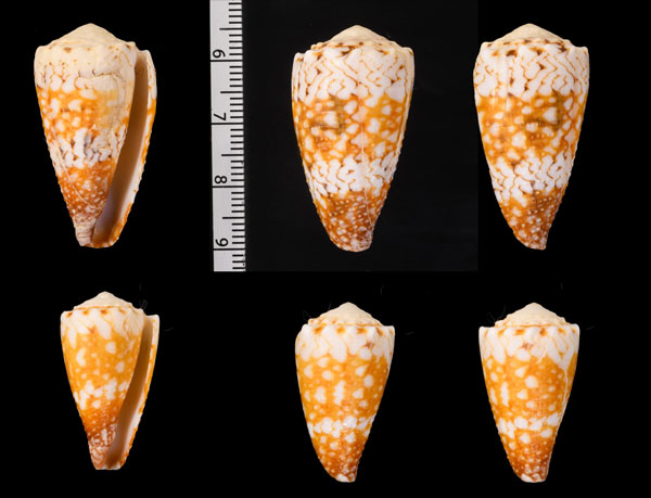 クーヨーハブミナシ Conus vidua cuyoensis small