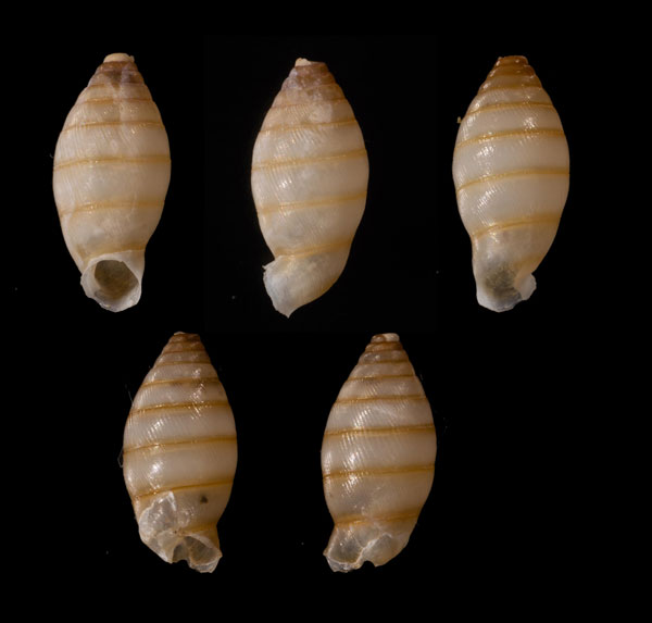 フクレサナギヤマイトカケ(仮称) Liparotes obesa small