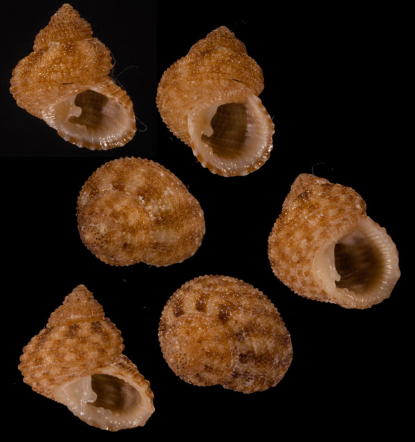 バルビエリサンショウガイモドキ (仮称) Herpetopoma barbieri small