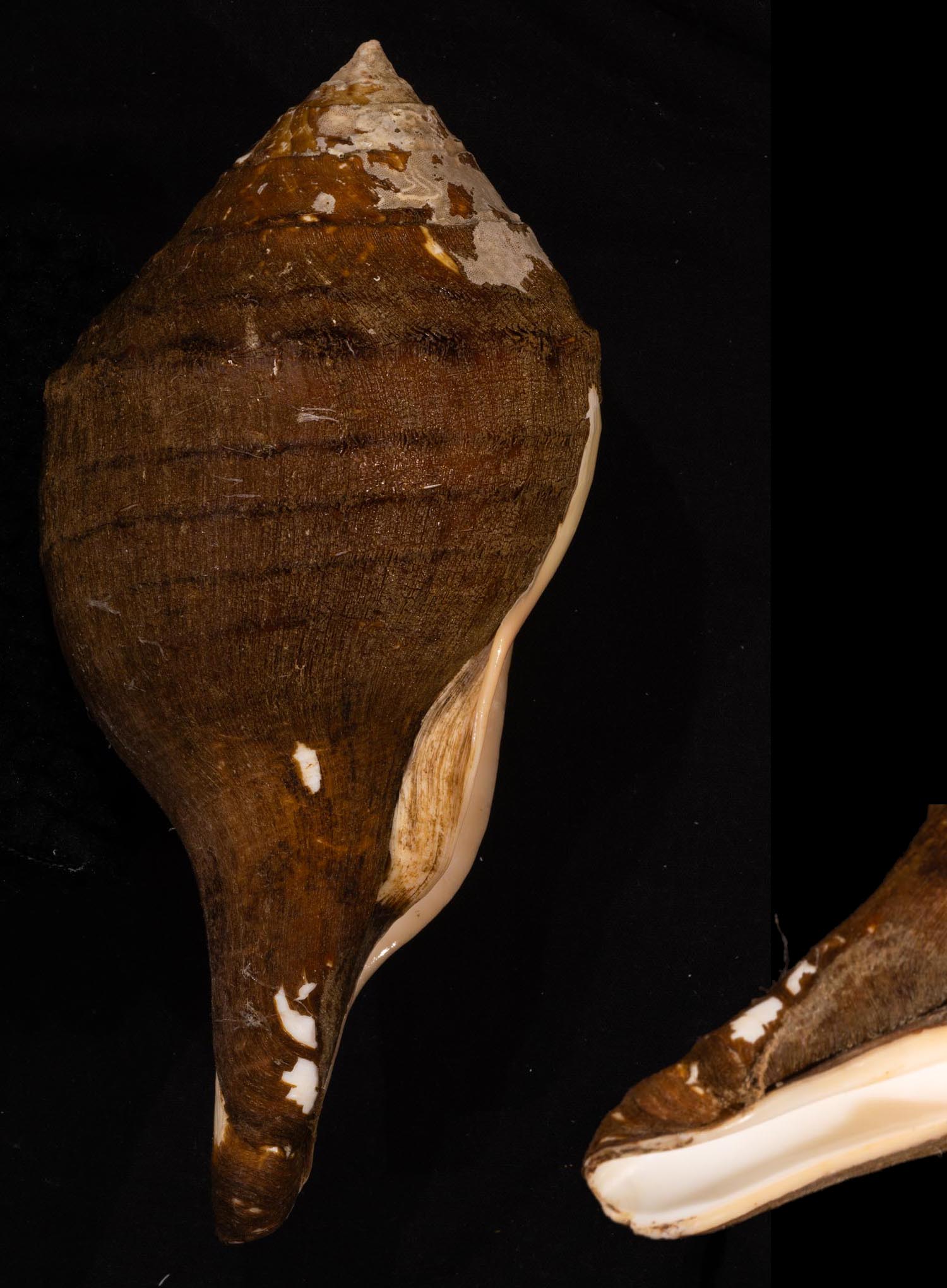 貝の標本 Turbinella pyrum 100mm.polished... | belintani.adv.br