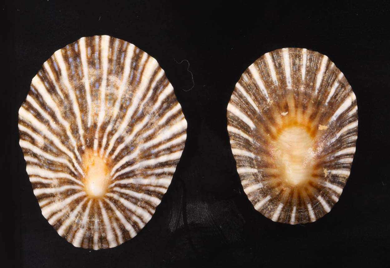 Pectinida-0164ニシキヒヨク-5大40mm+美品 貝 貝殻 貝類標本