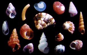 micro shells